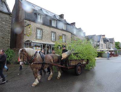 L'arrivée de l'arbre de Mai